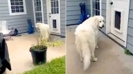 Georgia Pup Caught Sneaking A “Shelly Friend” Inside And Starts A Funny Standoff