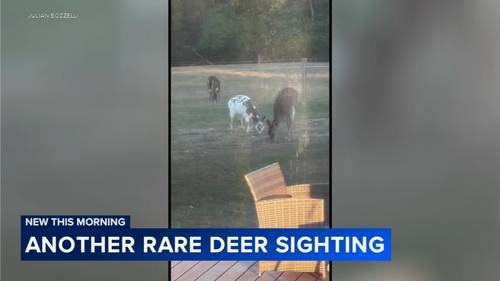 Rare Piebald deer spotted in Spring City, Pennsylvania backyard