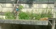 Man killed by lioness after scaling 20ft wall to jump into zoo enclosure