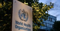WHO panel finds no link between vaccines and autism