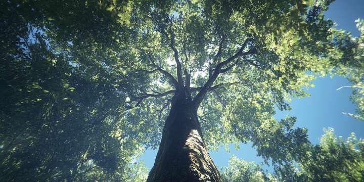 Una disputa por los árboles del vecino terminó en los tribunales: la Justicia respaldó la demanda