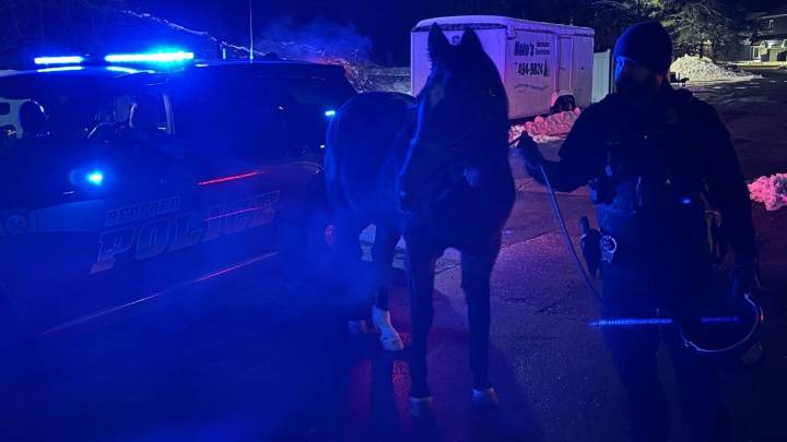 Horse rescued from Domino’s Pizza parking lot in Bedford, NH
