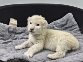 Nacen crías de león Timbavati en Zoológico de Maracay estado Aragua