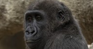 Gorillas arrive at San Antonio Zoo for first time in 35 years