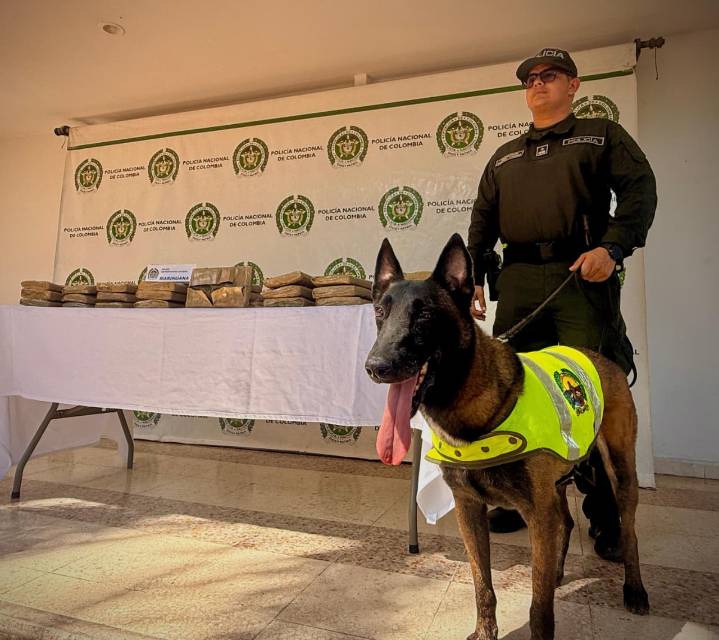 Canino antinarcóticos descubrió 27 kilos de marihuana ocultos en encomienda en Neiva