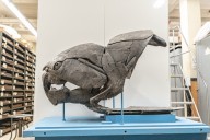 Case Western Reserve study adds to the aura of the Dunkleosteus