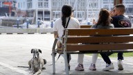 Convivir con un perro mejora la salud mental de los adolescentes según un estudio
