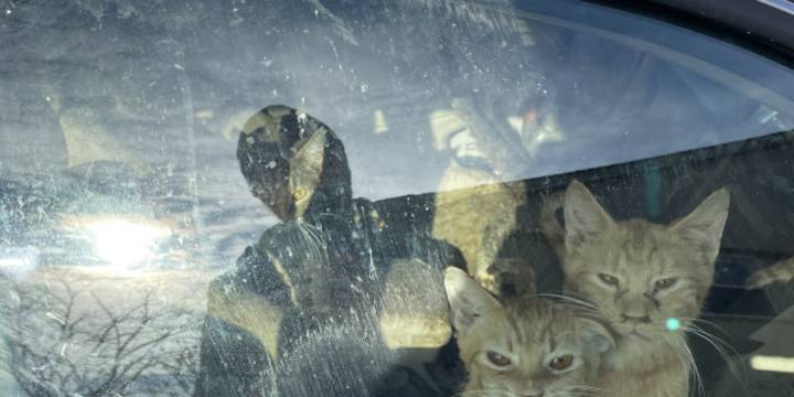 Henrico becomes first County in Central Va. to establish animal cruelty registry