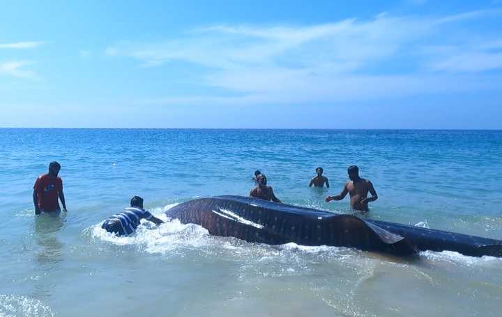 Saving the Gentle Giant: How India’s Fishers Are Leading a Whale Shark Revival