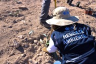 Con 400 nuevas plantas, arranca Municipio la restauración ecológica del Río Sacramento