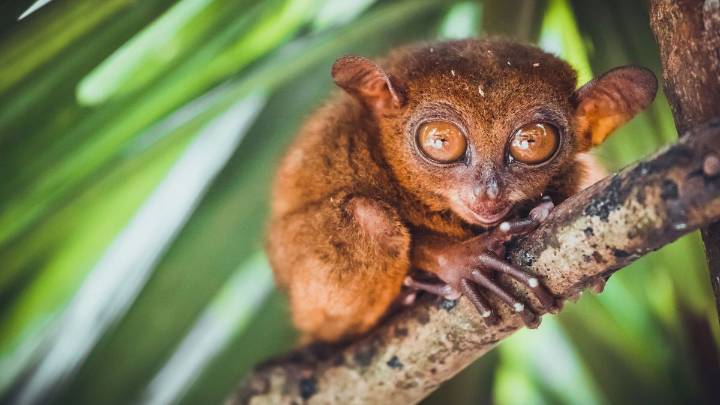 El animal con ojos enormes, cabeza de "Exorcista" y dedos como extraterrestre: cuál es