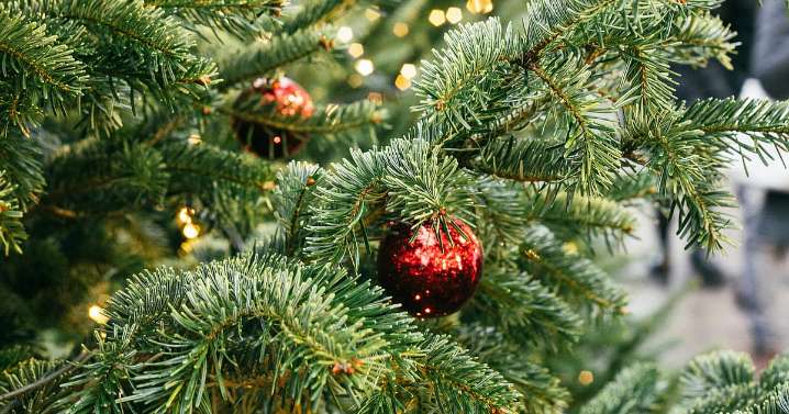 ¿Cuál árbol es mejor para esta Navidad? Zoológico de Morelia responde