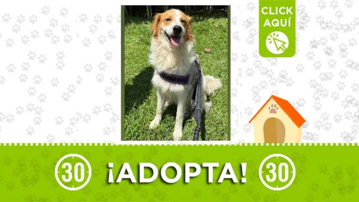 ¡Adóptame! Perrito encontrado en la Loma de Los Bernal busca un nuevo hogar