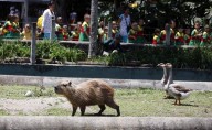 Tres animales murieron en el Parque de la Conservación en Medellín: ¿qué fue lo que pasó?