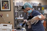 ‘Putting lipstick on a pig’: Advocates question progress city claims is being made at San Jose animal shelter