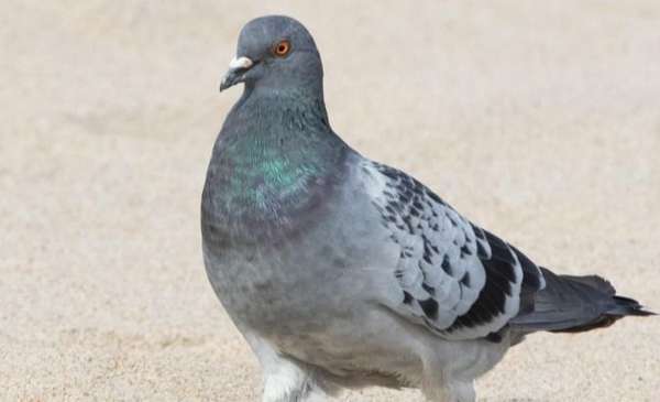 El descubrimiento sobre el comportamiento de las palomas que alerta a humanos