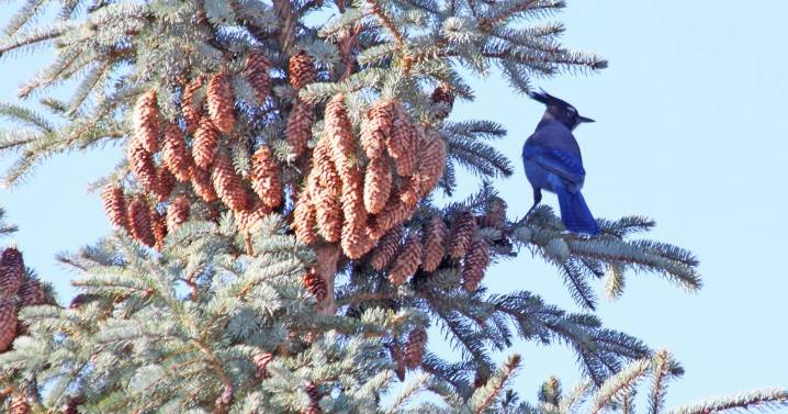 Why are hummingbird numbers declining?