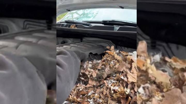 New York Mechanic Stunned At The Sight Of Tiny Creatures Nestled Beneath The Engine