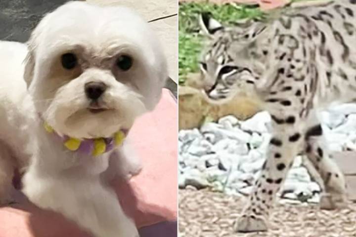Texas Family Mourning the Loss of Their Maltese Dog After Sudden Bobcat Attack