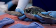 Mystic Aquarium receives more than a dozen cold-stunned sea turtles for rehabilitation