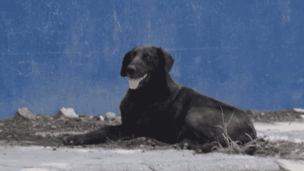 Pirotecnia y frío ponen en riesgo a mascotas