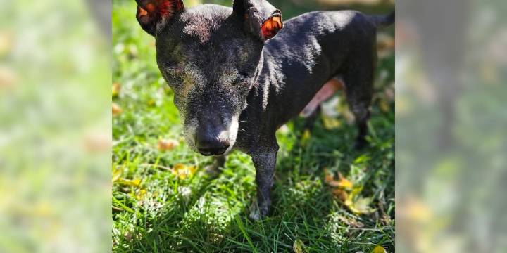 Pet of the Week: Meet Shadow!