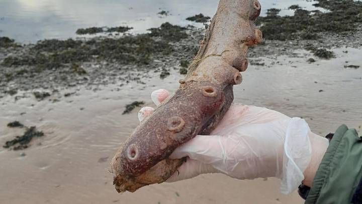 Remains of mysterious creature of the deep wash up on Scottish beach