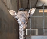 Phoenix Zoo announces baby giraffe