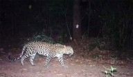 Beltangady: Leopard movement detected in Machina village