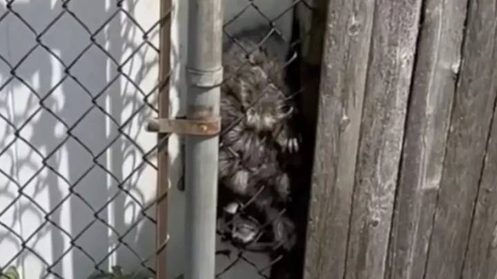 New York Morning Turns Terrifying When A Woman Hears Cries And Finds A Shocking Sight