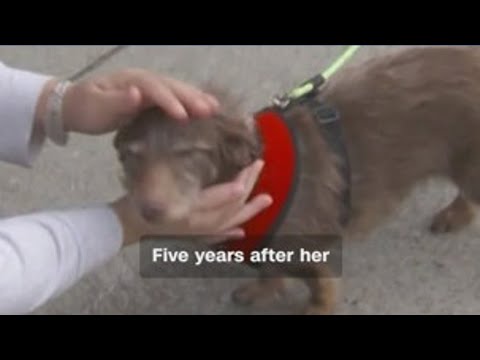 Dog returns home after missing for 5 years
