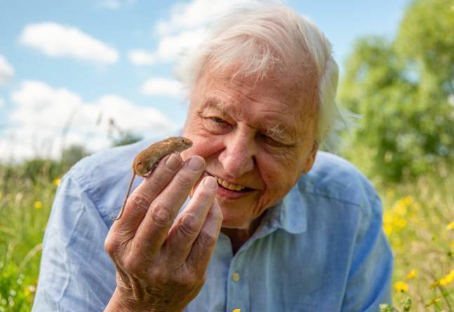 David Attenborough releasing ‘extraordinary’ new BBC show ahead of his 100th birthday