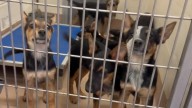 California Shelter Races Against Time As Six Puppies Face A Heartbreaking Deadline