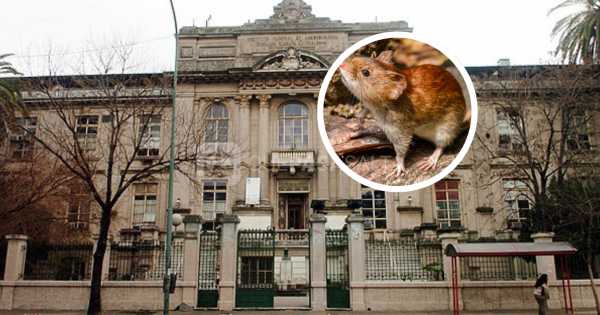 Instituto Malbrán analiza si circula una nueva cepa de hantavirus en Salta