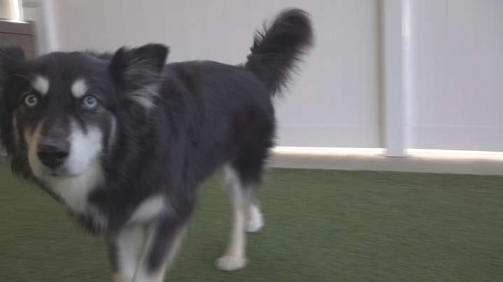 Triad pet experts warn of winter risks for dogs; offer tips for cold weather safety