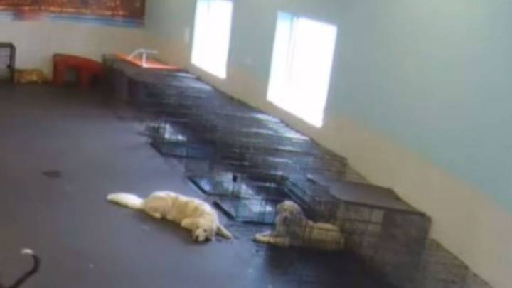 Illinois Dog’s Heartwarming Gesture When His Brother Is Put In A Crate