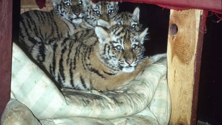 New book details the epic story behind the fight to save Russia’s Amur tigers