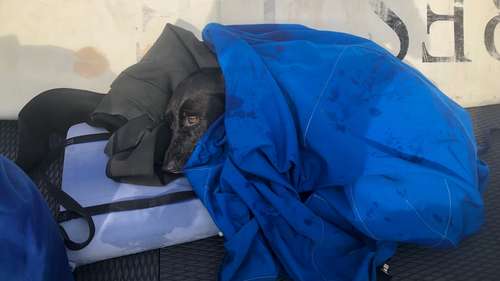 AirTag helps locate Labrador swept out to sea