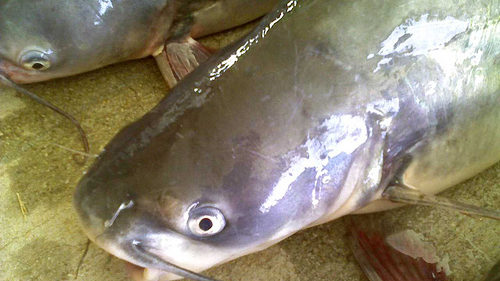 Manitoba Man Survives Three Days and Three Nights in the Belly of a Red River Catfish