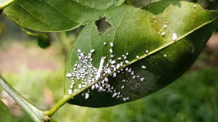 Elimina la cochinilla de tus plantas para siempre con este simple truco casero