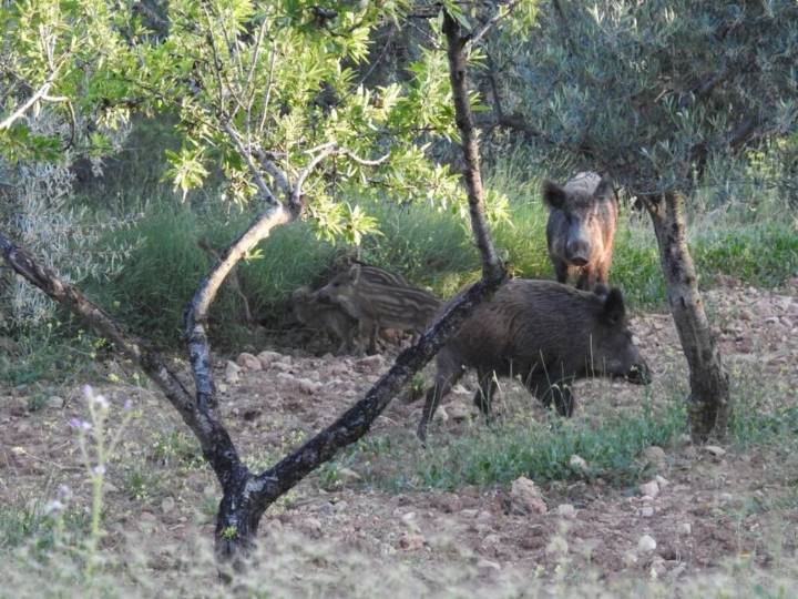 Descartan la peste porcina en los jabalíes muertos en Collserola