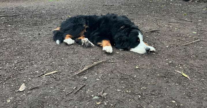 Zonas de recreación para mascotas serán obligatorias en alcaldías de la CDMX