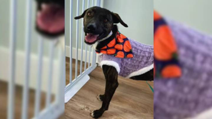 Timid Pup In Kentucky Waits 540 Days For Love Before A Thanksgiving Surprise