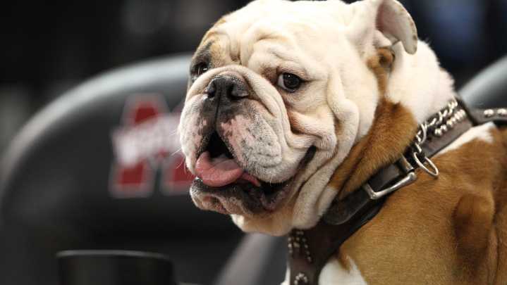 See photos of Mississippi State's mascot Bully the Bulldog through the years