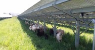 No Need To Sacrifice Farmland for Energy [Opinion]