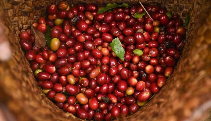 La producción cafetera de noviembre cayó 28% y llegó a 1,26 millones de sacos