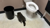 ‘Heavily intoxicated’ raccoon passes out in liquor store bathroom after breaking in, ransacking shelves