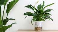 How Often You Should Fertilize A Peace Lily To Keep It Blooming For Years