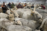 Screwworm, cattle fever tick, horse herpes: The latest on the illnesses affecting Texas livestock