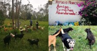 Más de 1,000 perros y 30 gatos se quedarán sin hogar, denuncia Refugio en CDMX